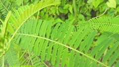 Diabrotica balteata