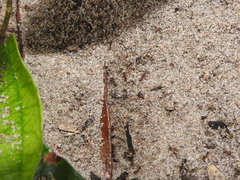 Pheidole obscurithorax