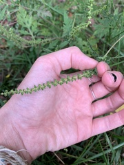 Ambrosia artemisiifolia