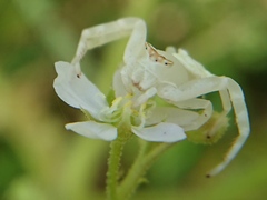 Drosera finlaysoniana