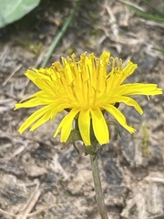 Taraxacum