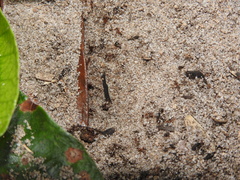 Pheidole obscurithorax