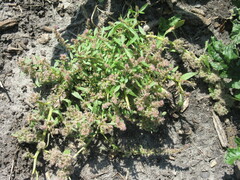 Amaranthus tuberculatus
