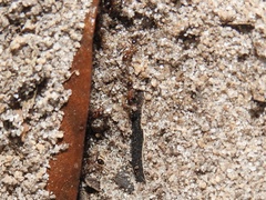Pheidole obscurithorax