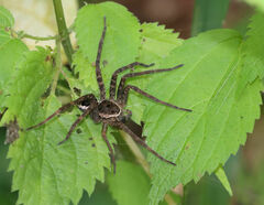 Dolomedes vittatus
