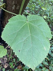 Paulownia