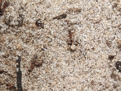 Pheidole obscurithorax