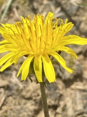Taraxacum