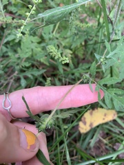 Ambrosia artemisiifolia