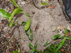 Pheidole obscurithorax