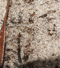 Pheidole obscurithorax