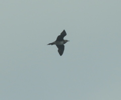 Stercorarius longicaudus