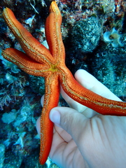 Ophidiaster ophidianus