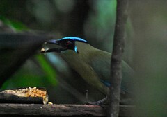 Momotus aequatorialis