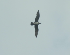 Stercorarius longicaudus