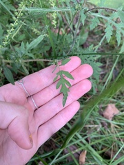Ambrosia artemisiifolia