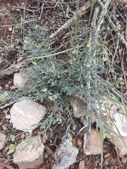 Thamnosma texana