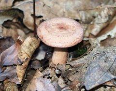 Lactarius quietus