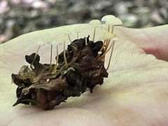 Strobilurus conigenoides