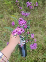 Vernonia missurica