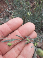Thamnosma texana