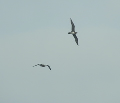 Stercorarius longicaudus