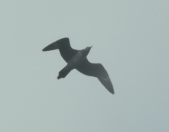 Stercorarius longicaudus