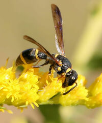 Parancistrocerus perennis