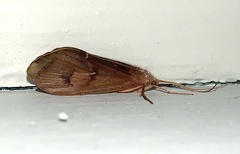 Onocosmoecus unicolor