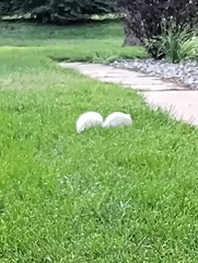 Sciurus carolinensis