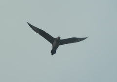 Stercorarius longicaudus