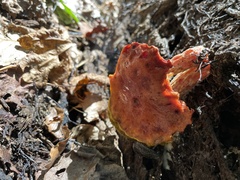Aureoboletus flaviporus