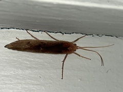 Onocosmoecus unicolor