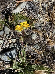 Pyrrocoma apargioides