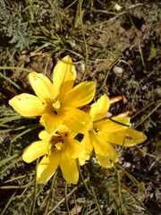 Romulea diversiformis