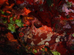 Scorpaena maderensis