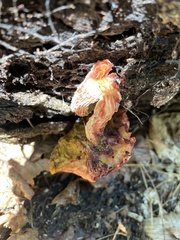 Aureoboletus flaviporus