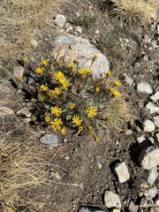 Pyrrocoma apargioides