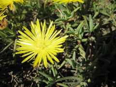 Lampranthus explanatus