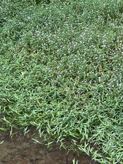 Murdannia keisak