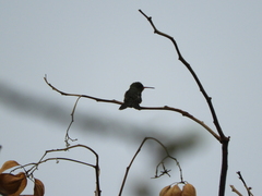 Chlorostilbon lucidus