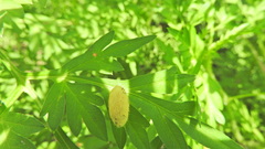 Lophocampa annulosa