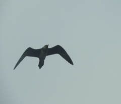 Stercorarius longicaudus