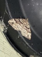 Xanthorhoe defensaria