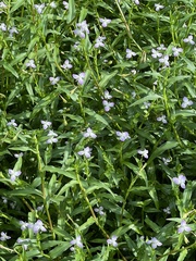 Murdannia keisak