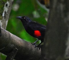 Hypopyrrhus pyrohypogaster