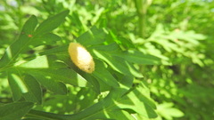 Lophocampa annulosa