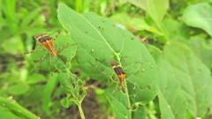 Hypselonotus lineatus