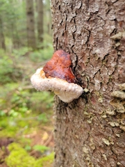 Fomitopsis pinicola