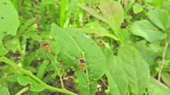 Hypselonotus lineatus